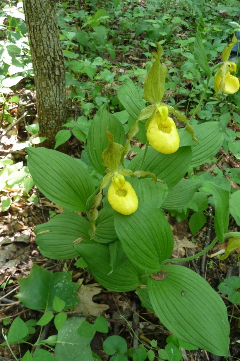 Woodland 2025 lady slipper